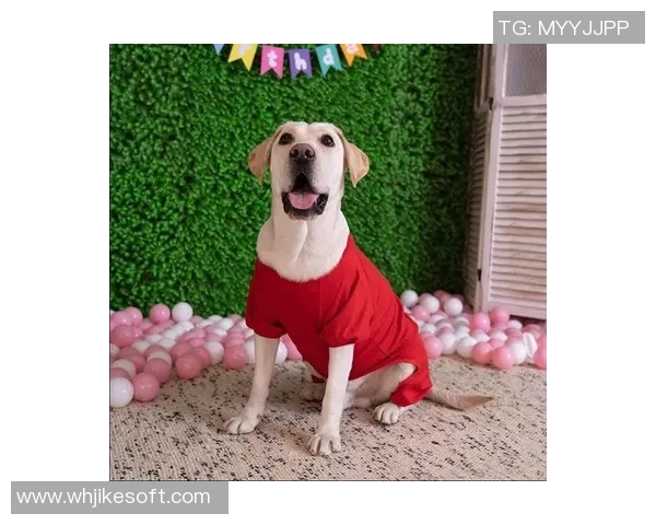 韩国狗狗足球明星排行榜揭晓谁是最受欢迎的四脚球员